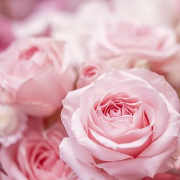 Pink rose flowers. Macro flower background for holiday brand design