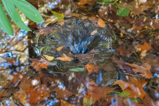 close-up of a drainage vortex in a fountain with dry leaves in the background