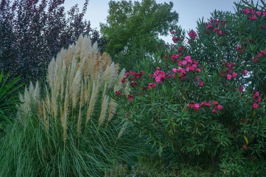 view of a pampas grass plant or plumero blue sky background