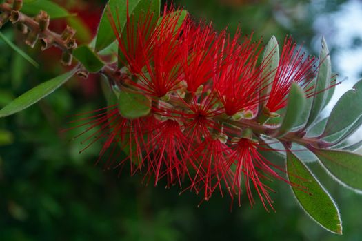 close-up of a red broom plant or Callistemon citrinus
