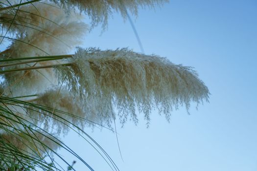 view of a pampas grass plant or plumero blue sky background