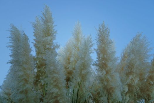 view of a pampas grass plant or plumero blue sky background