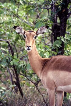 Impala (Aepyceros melampus), Kruger National Park, mpumalanga, South Africa