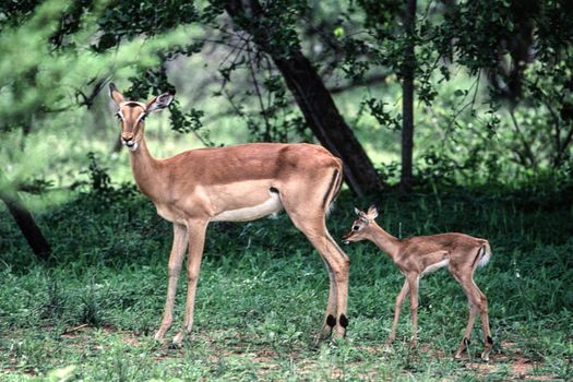 Impala (Aepyceros melampus), Kruger National Park, mpumalanga, South Africa