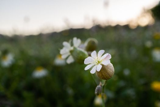 close-up of Stellaria Caryophyllaceae flower in the field with out-of-focus background