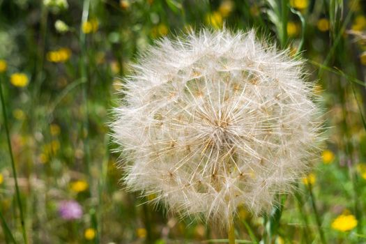 close-up of common dandelion at dawn illuminated by sunlight