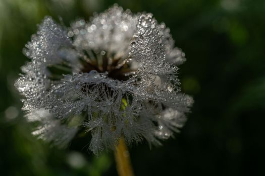 close-up of common dandelion with dewdrops at dawn illuminated by sunlight