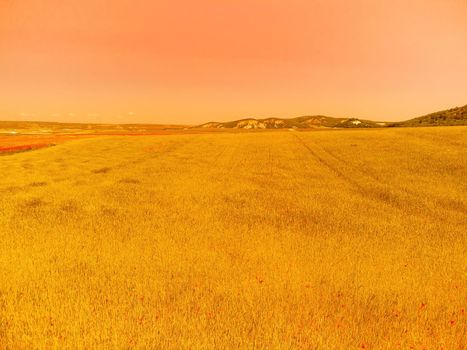 Green wheat field in countryside, close up. Field of wheat blowing in the wind at sunny spring day. Young and green Spikelets. Ears of barley crop in nature. Agronomy, industry and food production