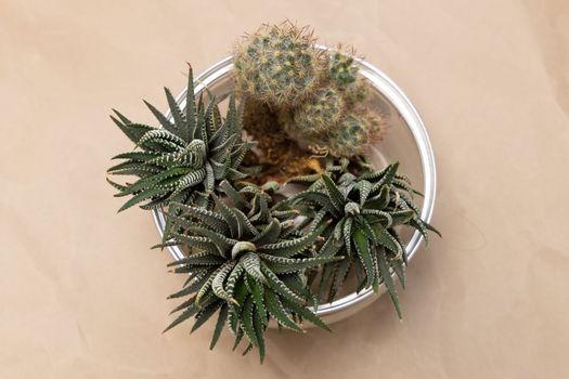 succulent plants collection bouquet arrangement in bowl craft paper background.