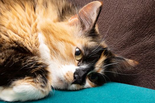 Three-color cat resting on the couch close up