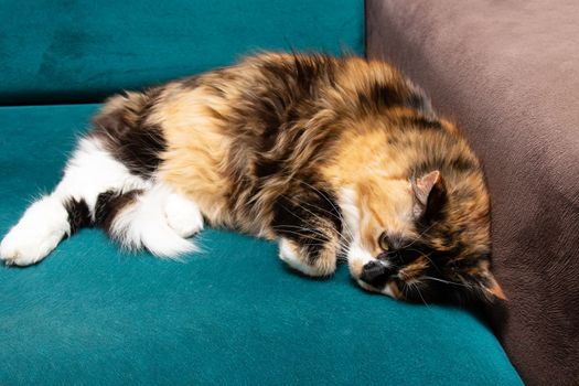 Three-color cat resting on the couch close up