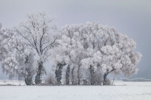 Picturesque winter landscape with trees covered with frost, ice and snow, Germany