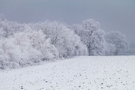 Dark winter impression with snow, frost and ice and a field in front of trees and bushes, Germany
