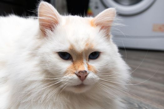 White cat angora with red spots close up