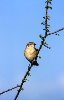 Willow Warbler (Phylloscopus trochilus), Central Kalahari Game Reserve, Ghanzi, Botswana, Africa
