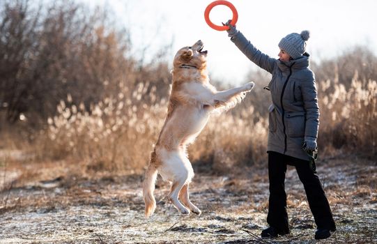 Woman owner training golden retriever dog and holding orange toy circle up at the nature in early spring time. Girl playing with doggy pet labrador outdoors in the field with dry grass