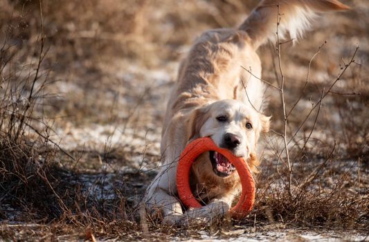Golden retriever dog playing with orange toy circle holding it in his mouth in the field with dry grass outdoors. Cute doggy labrador at the nature in spring time