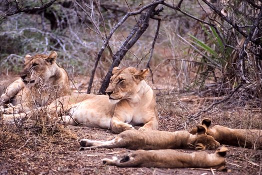 Lion (Panthera leo), Selous Game Reserve, Morogoro, Tanzania, Africa