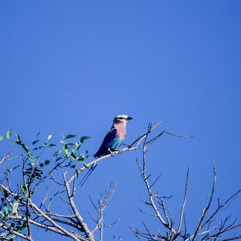 Lilacbreasted Roller (Coracias caudata), Selous Game Reserve, Morogoro, Tanzania, Africa