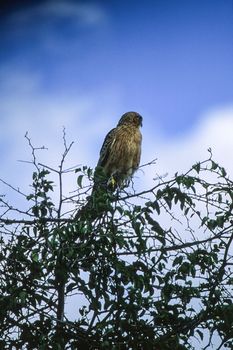 Brown Snake Eagle (Circaetus cinereus), Central Kalahari Game Reserve, Ghanzi, Botswana, Africa