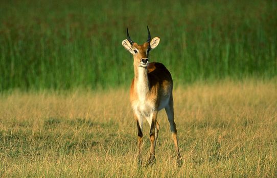 Lechwe (Kobus leche), Moremi Wildlife Reserve, Ngamiland, Botswana, Africa