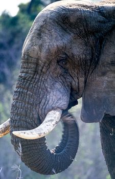Elephant, (Loxodonta africana), Kruger National Park, Mpumalanga, South Africa, Africa