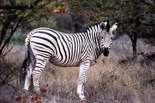Plains Zebra, (Equus burchellii), Kruger National Park, Mpumalanga, South Africa, Africa
