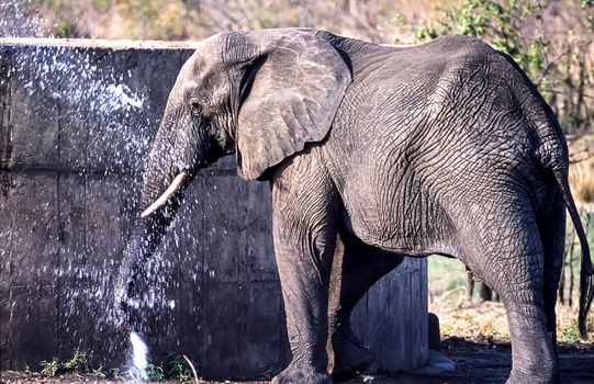 Elephant, (Loxodonta africana), Kruger National Park, Mpumalanga, South Africa, Africa