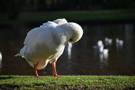 One white goose grooming her feathers in the park near a pond