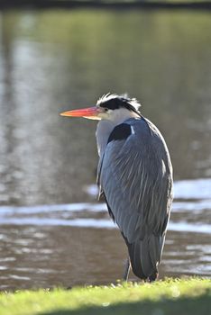 Grey heron sitting at the edge of a pond in the sun - sideview