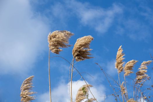 Selective shot of an ear of golden reeds swaying in the wind.