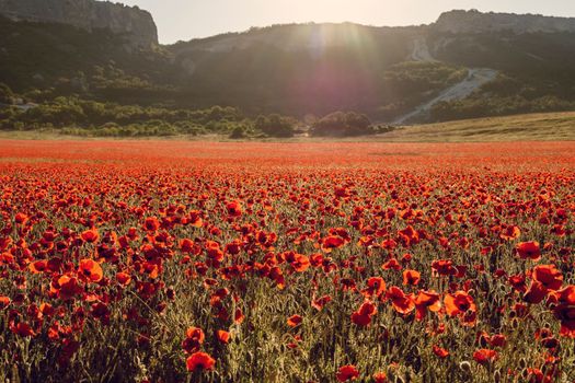 Illuminated huge blooming field of red poppies at sunrise and a mountain range as the background. Flowers glow from the sun, rays and glare from the sun on the background of mountains