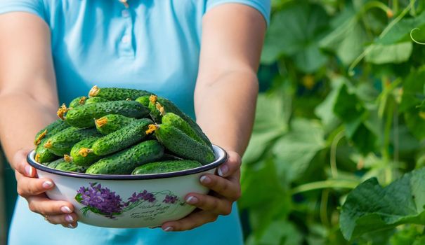 the farmer holds cucumbers in his hands. on the background of the garden. Selective focus
