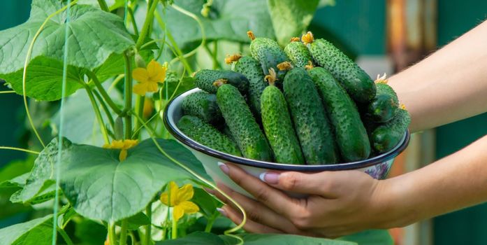 the farmer holds cucumbers in his hands. on the background of the garden. Selective focus