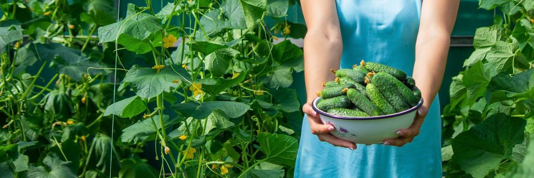 the farmer holds cucumbers in his hands. on the background of the garden. Selective focus