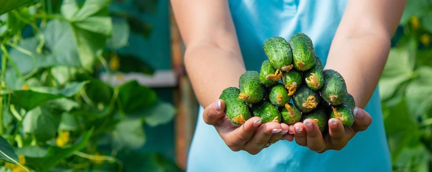 the farmer holds cucumbers in his hands. on the background of the garden. Selective focus