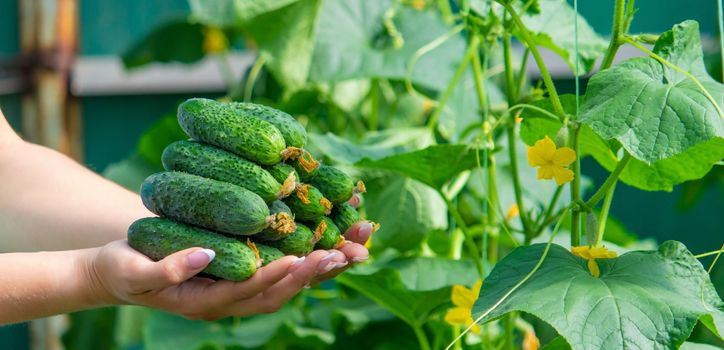 the farmer holds cucumbers in his hands. on the background of the garden. Selective focus