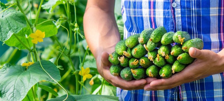 the farmer holds cucumbers in his hands. on the background of the garden. Selective focus