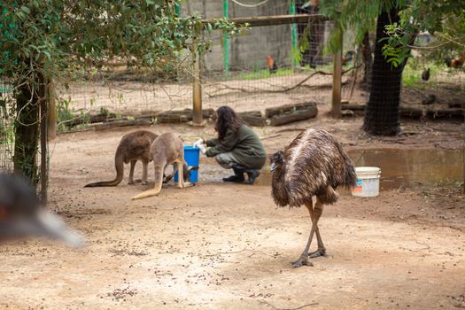 A zoo employee girl feeds a kangaroo at the zoo.