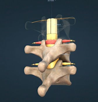 The spinal nerve is a mixed nerve that carries motor, sensory and autonomic signals between the spinal cord and the body