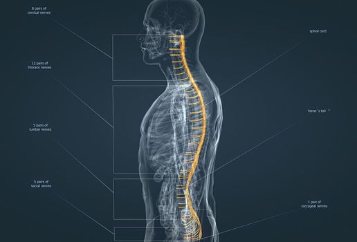 The nervous system is the command center of the body. 3d illustration