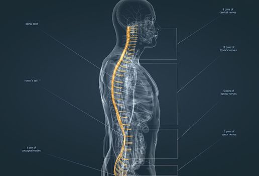 The nervous system is the command center of the body. 3d illustration