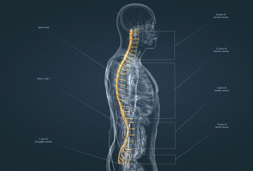 The nervous system is the command center of the body. 3d illustration