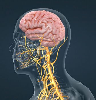 The nervous system is a network of nerves and cells that carry messages from the brain and spinal cord to the body.