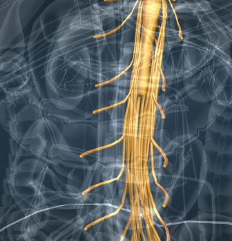 Spinal nerves are grouped into the corresponding cervical, thoracic, lumbar, sacral, and coccygeal regions of the spine. 3d illustration