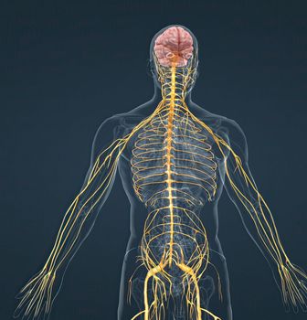 The nervous system is a network of nerves and cells that carry messages from the brain and spinal cord to the body.