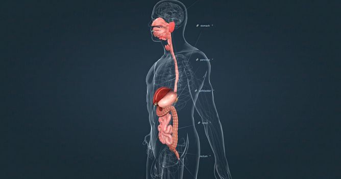 The human digestive system consists of the gastrointestinal tract and auxiliary digestive organs. 3d illustration