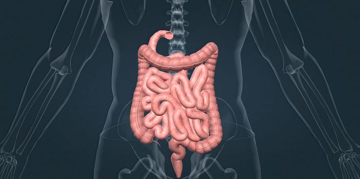The small intestine is connected to the large intestine, also called the colon. 3d illustration