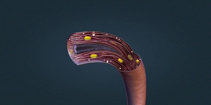 muscle that performs automatic tasks such as constricting blood vessels. 3d illustration