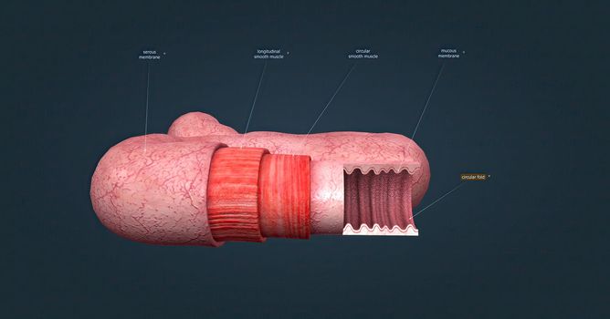 The human intestines function to absorb digestive products and have special structures to perform this function.